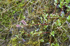 Salix pulchra