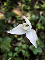 Codonorchis lessonii
