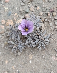 Oxalis laciniata