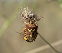 Codophila varia
