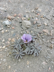 Oxalis laciniata