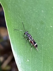Diparidae