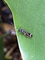 Diparidae