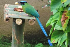 Momotus aequatorialis