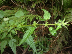 Laportea alatipes