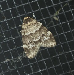 Scaphidriotis xylogramma