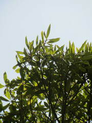 Hedycarya arborea