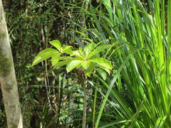 Schefflera digitata