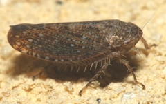 Phlepsius
