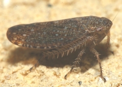 Phlepsius
