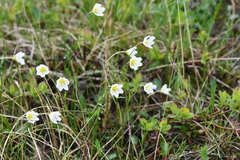 Gagea serotina