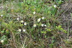 Gagea serotina