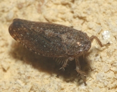 Phlepsius