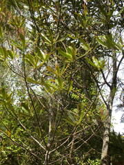 Myrsine salicina