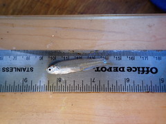 Anchoa delicatissima