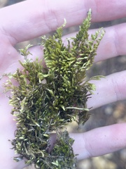 Brachythecium albicans