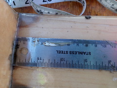 Anchoa delicatissima