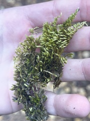 Brachythecium albicans