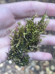 Brachythecium albicans