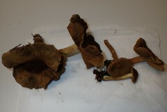 Cortinarius melanotus