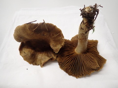 Cortinarius melanotus
