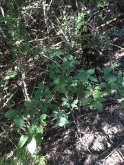 Forestiera pubescens