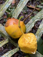 Mitostemma glaziovii