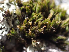 Lewinskya