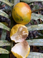 Mitostemma glaziovii