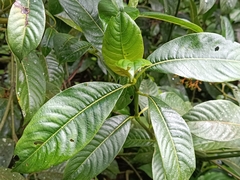 Rubiaceae