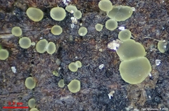 Mollisia sublividula