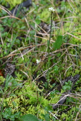 Eutrema edwardsii