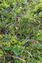 Eutrema edwardsii
