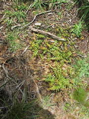 Blechnum procerum