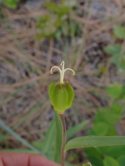 Fritillaria affinis
