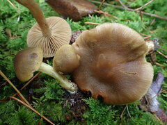 Cortinarius venetus