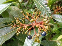 Rubiaceae