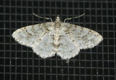 Myrioblephara desumpta