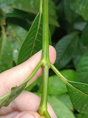 Rubiaceae