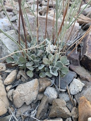 Eriogonum mensicola