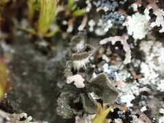 Leptochidium albociliatum