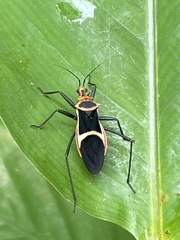 Zelurus circumcinctus