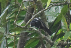 Tachyphonus coronatus