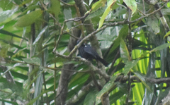 Tachyphonus coronatus