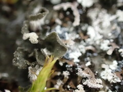 Leptochidium albociliatum