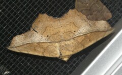 Polyacme dissimilis