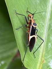 Zelurus circumcinctus