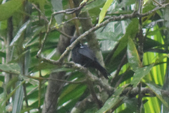 Tachyphonus coronatus