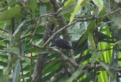 Tachyphonus coronatus