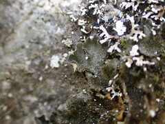 Leptochidium albociliatum